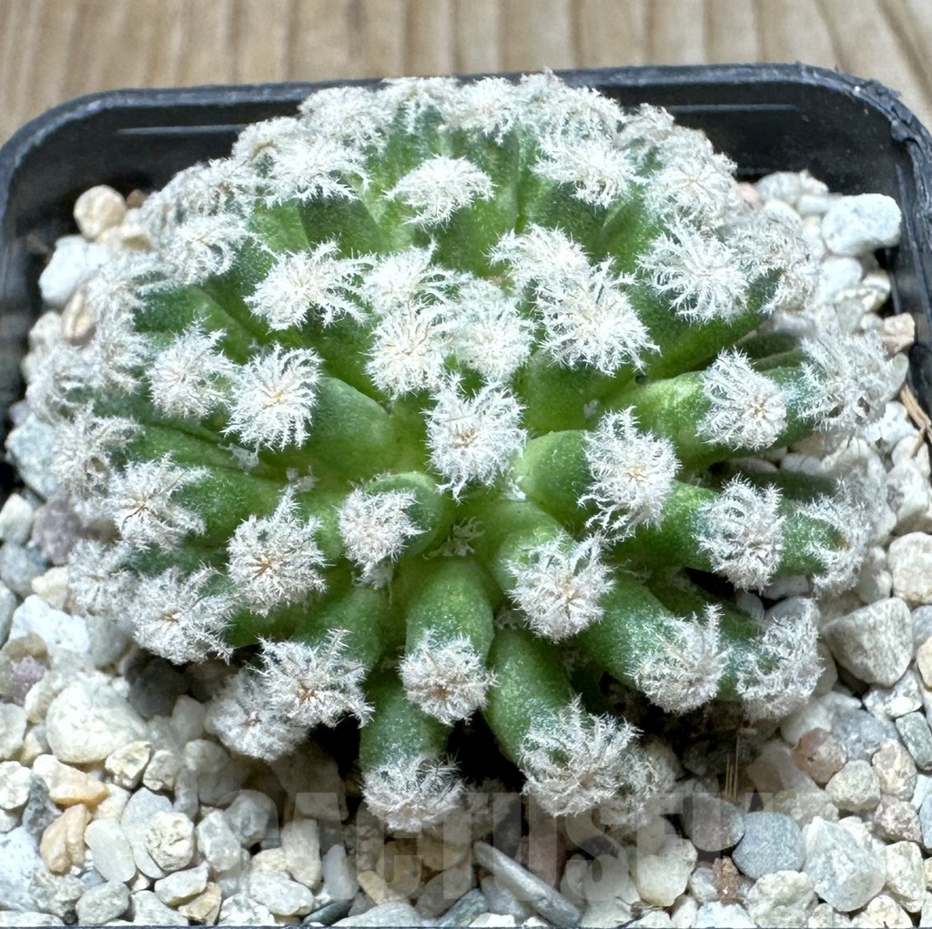 SHPR36855 Mammillaria plumosa ‘Snow’