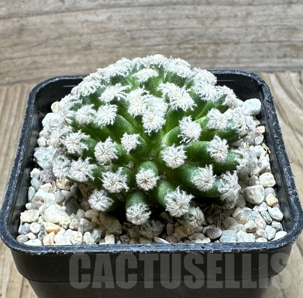 SHPR36855 Mammillaria plumosa ‘Snow’ - Obrázek 2