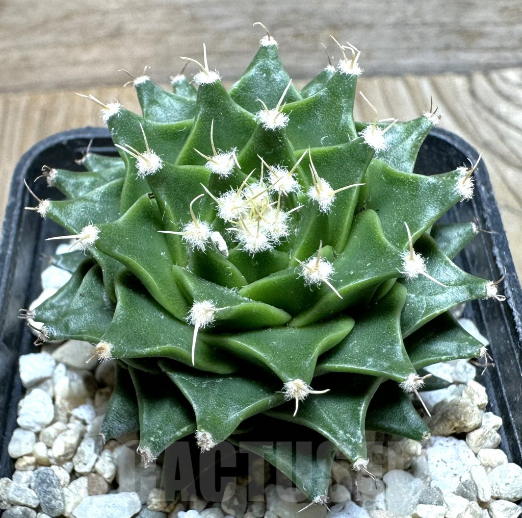 SHPR36856 Obregonia denegrii seedling