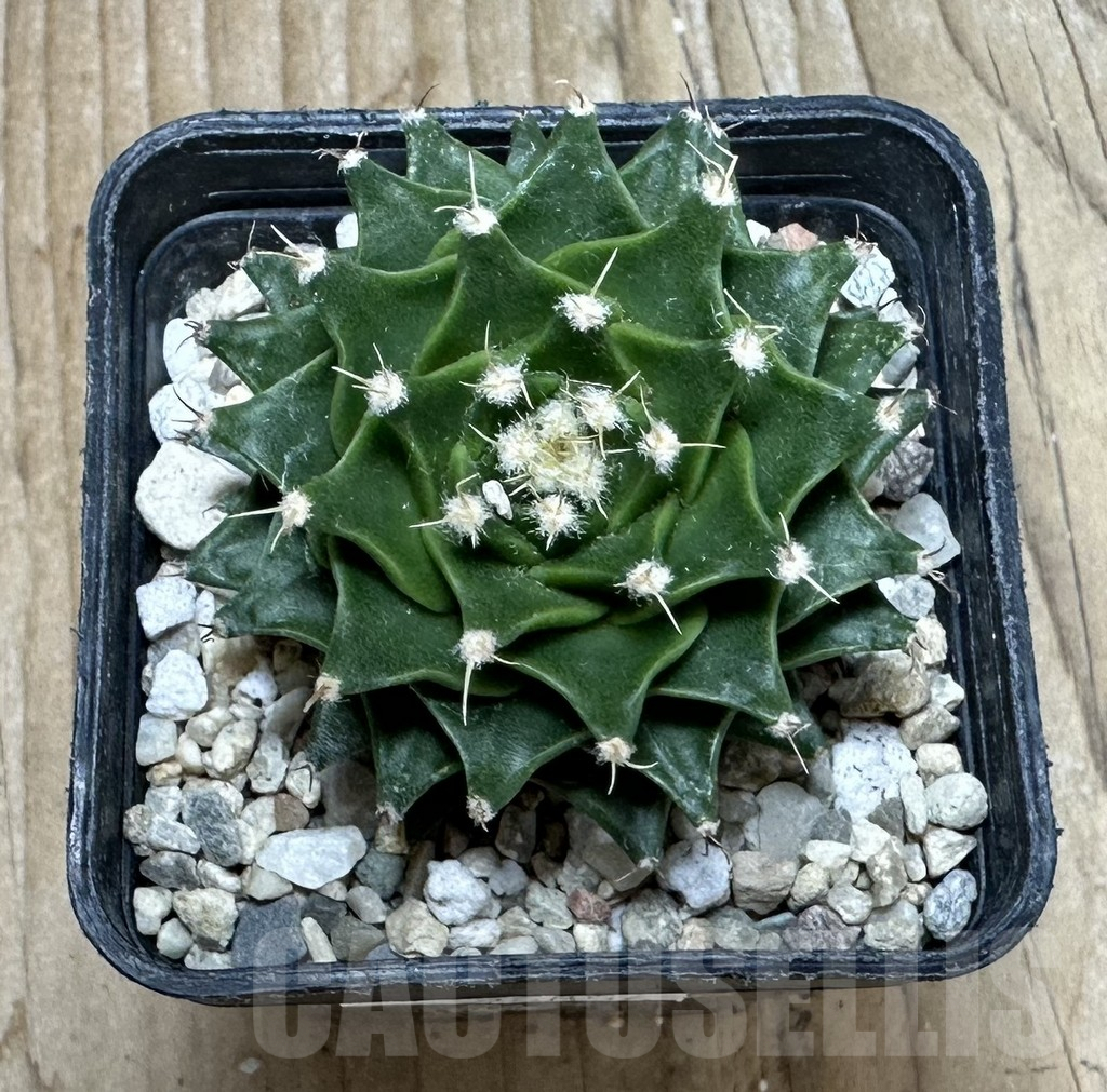 SHPR36856 Obregonia denegrii seedling - Image 2