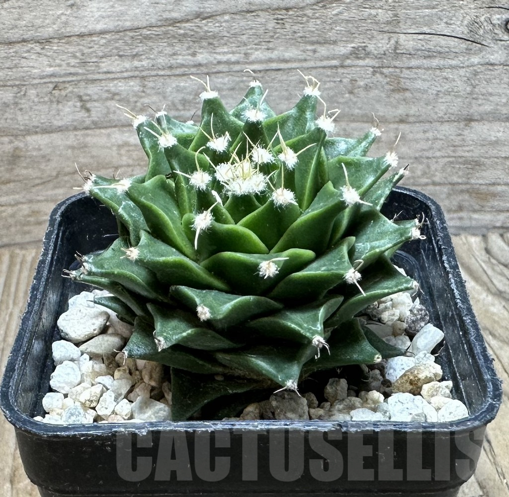 SHPR36856 Obregonia denegrii seedling - Image 3