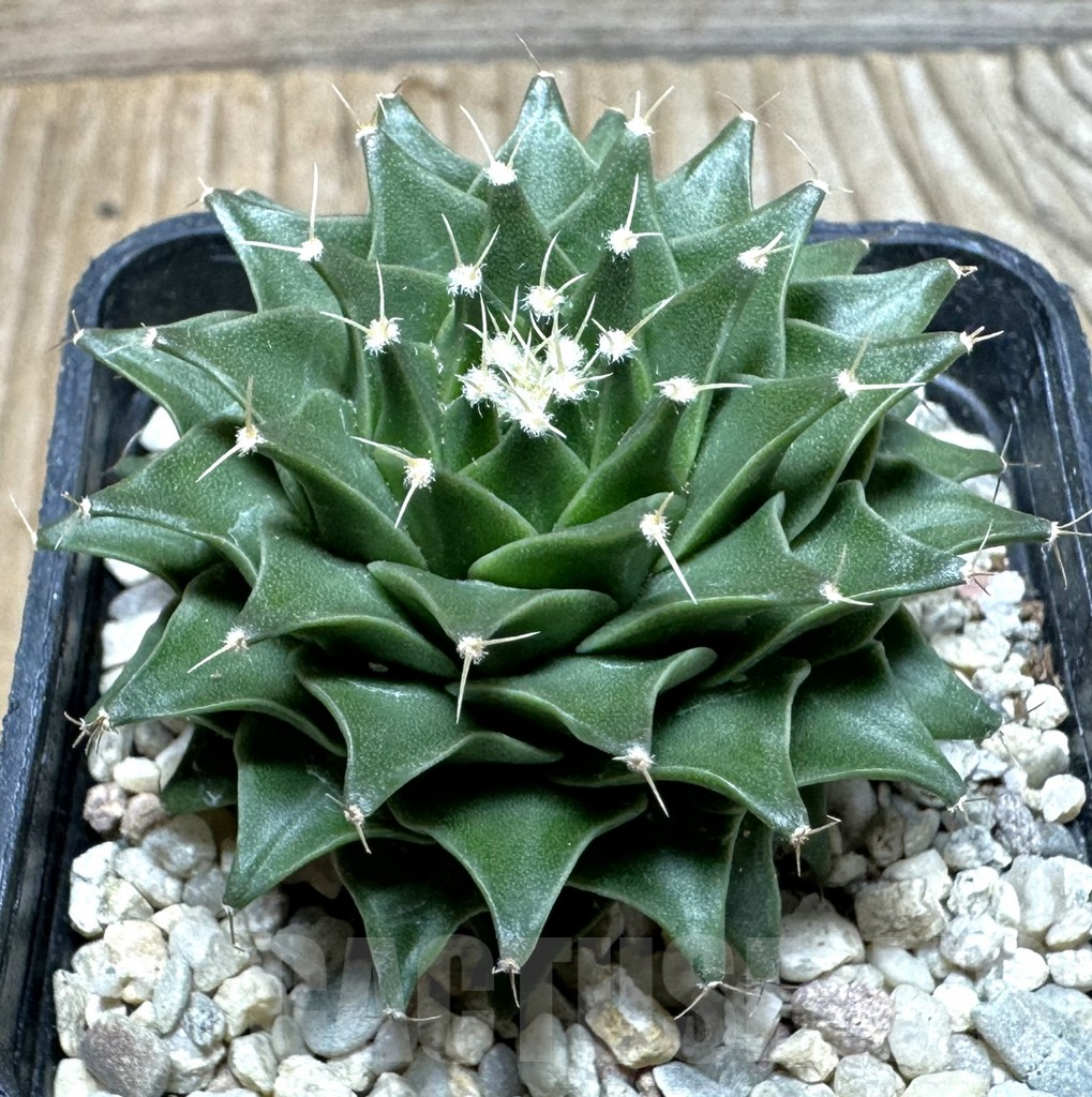 SHPR36857 Obregonia denegrii seedling