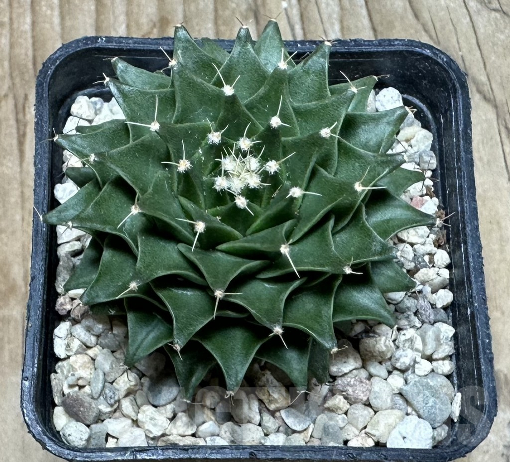 SHPR36857 Obregonia denegrii seedling - Image 2