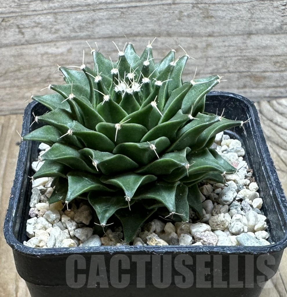 SHPR36857 Obregonia denegrii seedling - Image 3