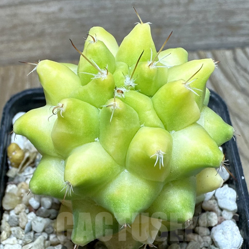 SHPR36858 Mammillaria camptotricha f. variegata