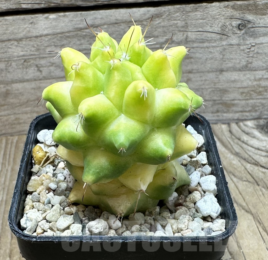 SHPR36858 Mammillaria camptotricha f. variegata - immagine 2