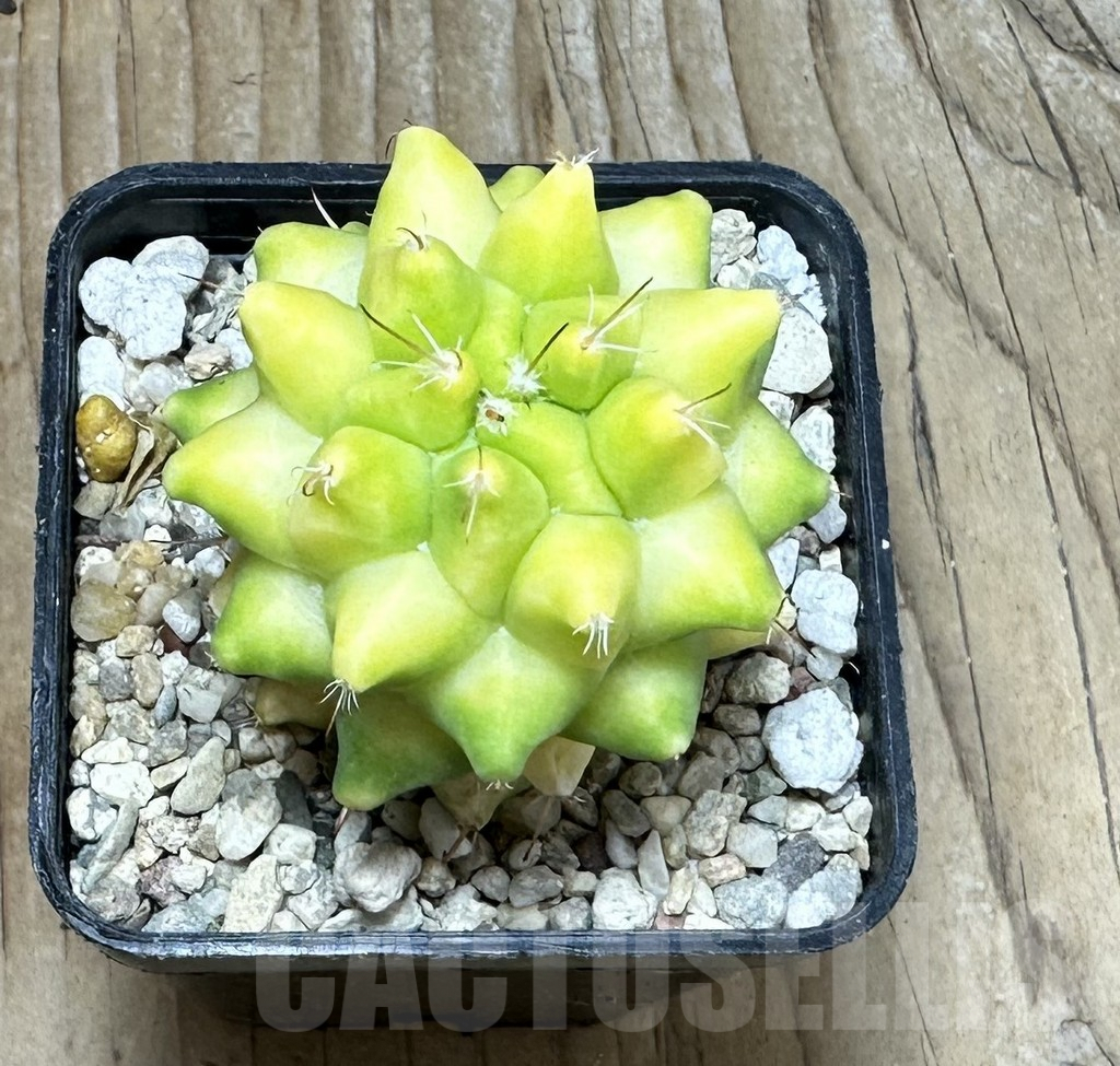 SHPR36858 Mammillaria camptotricha f. variegata - immagine 3