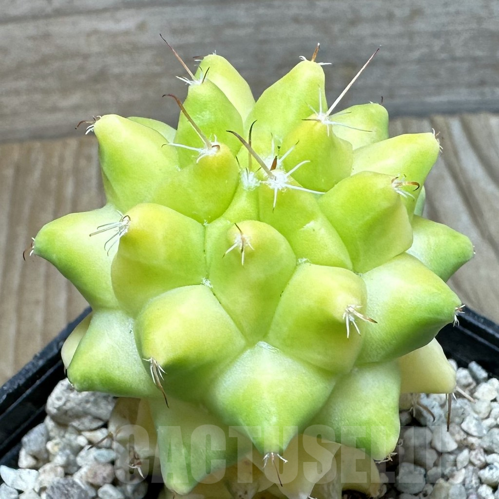 SHPR36859 Mammillaria camptotricha f. variegata