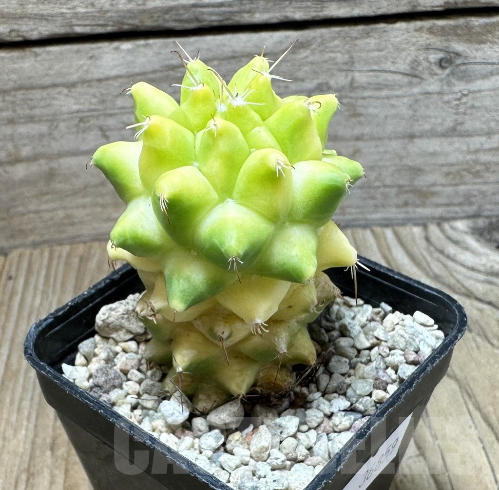 SHPR36859 Mammillaria camptotricha f. variegata - Obrázek 2