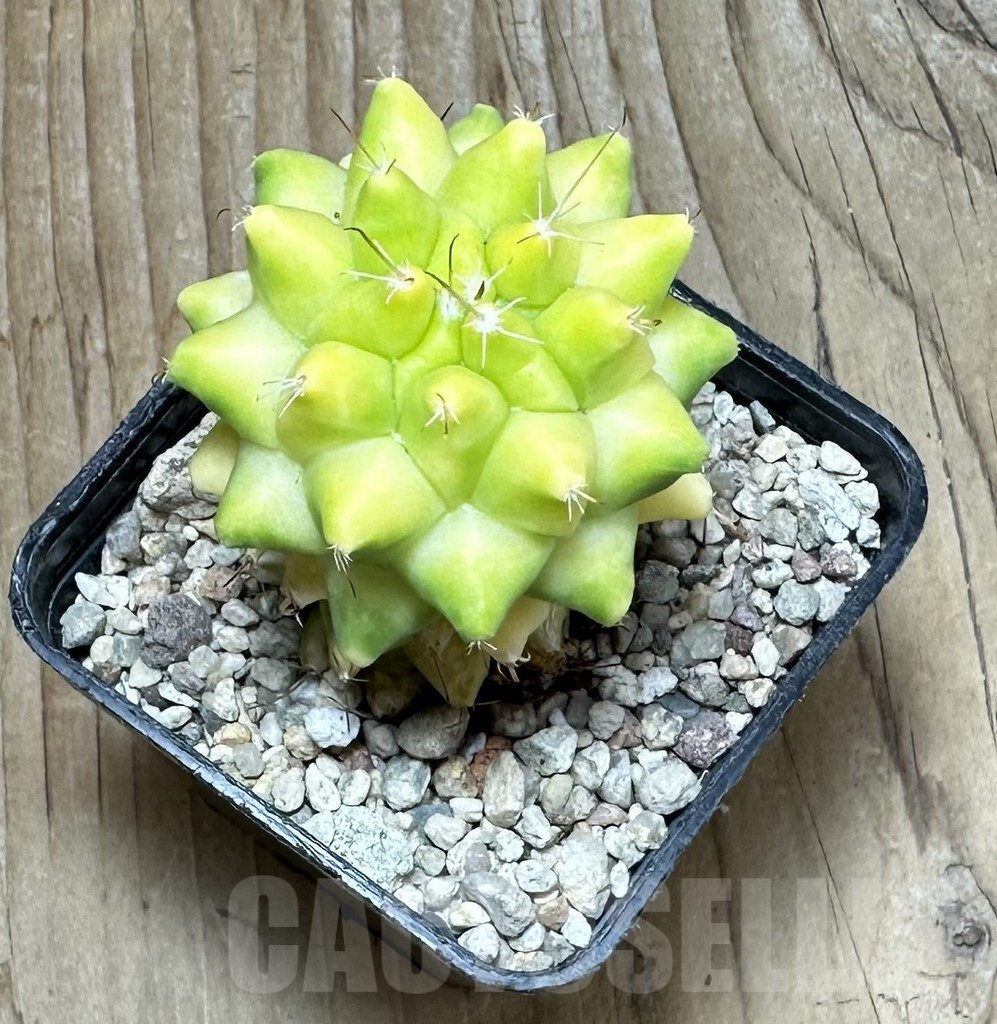 SHPR36859 Mammillaria camptotricha f. variegata - Obrázek 3