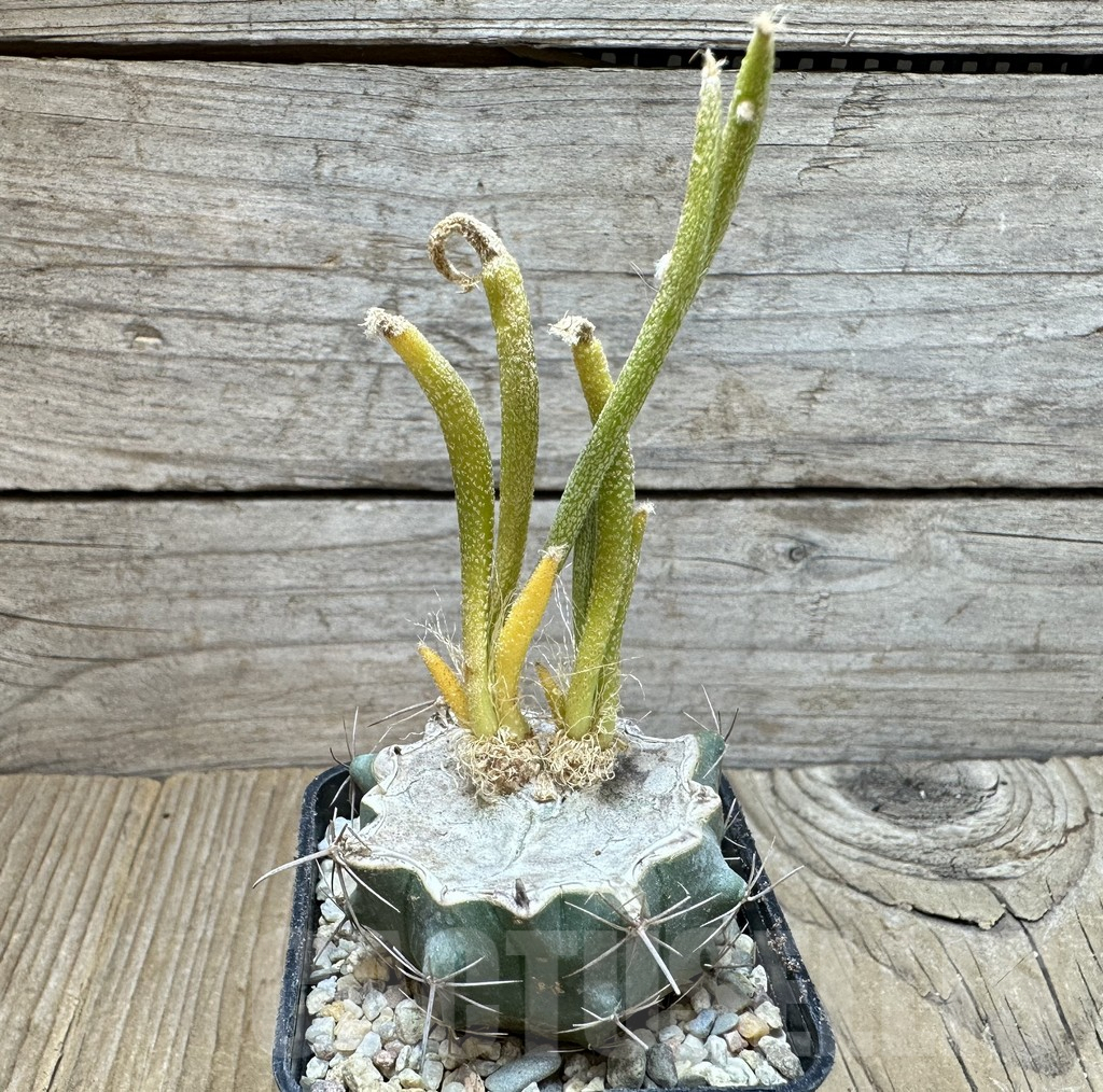 SHPR36861 Astrophytum caput-medusae f. variegata, grafted - Obrázek 2