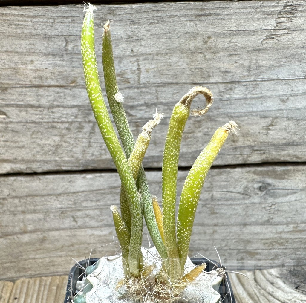 SHPR36861 Astrophytum caput-medusae f. variegata, grafted