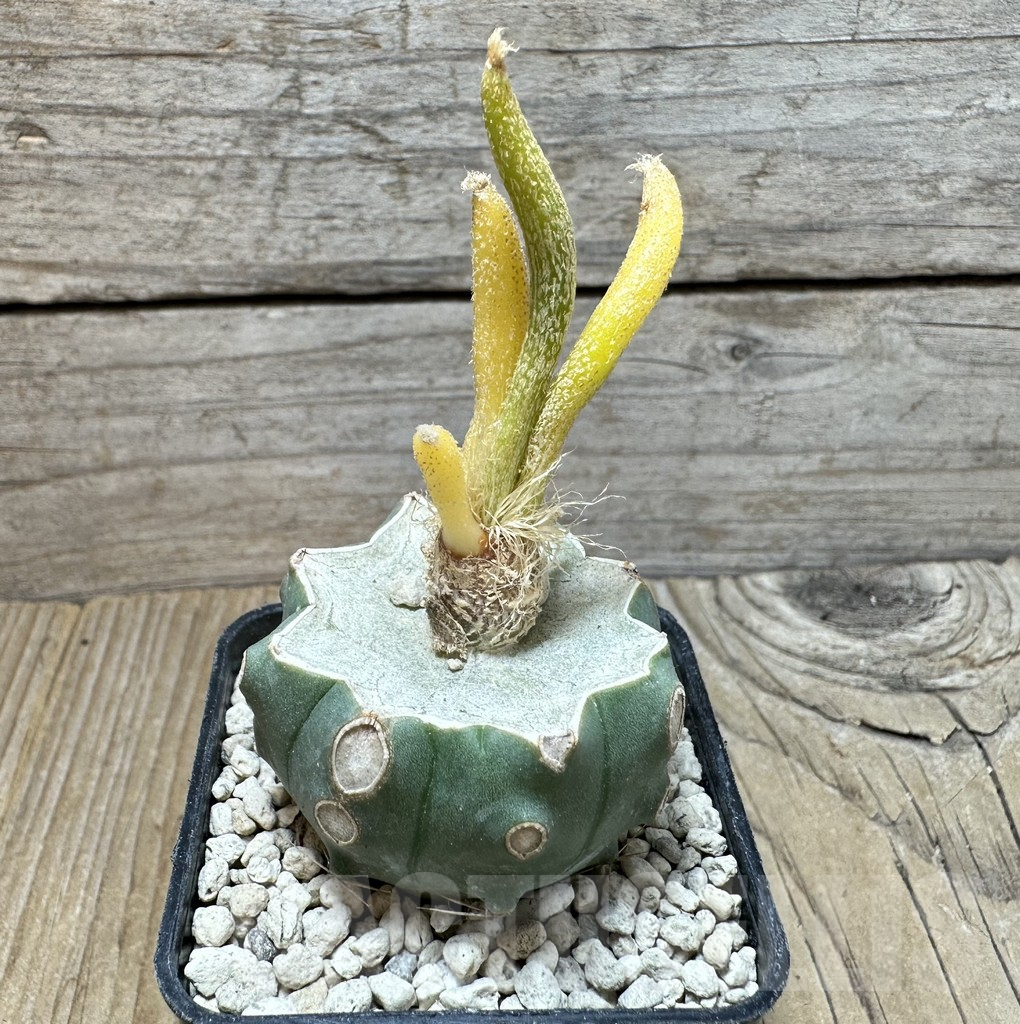SHPR36862 Astrophytum caput-medusae f. variegata, grafted - Image 2