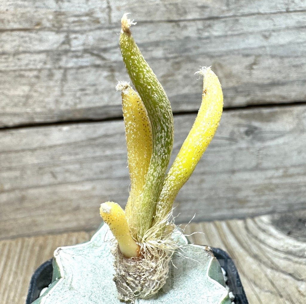 SHPR36862 Astrophytum caput-medusae f. variegata, grafted