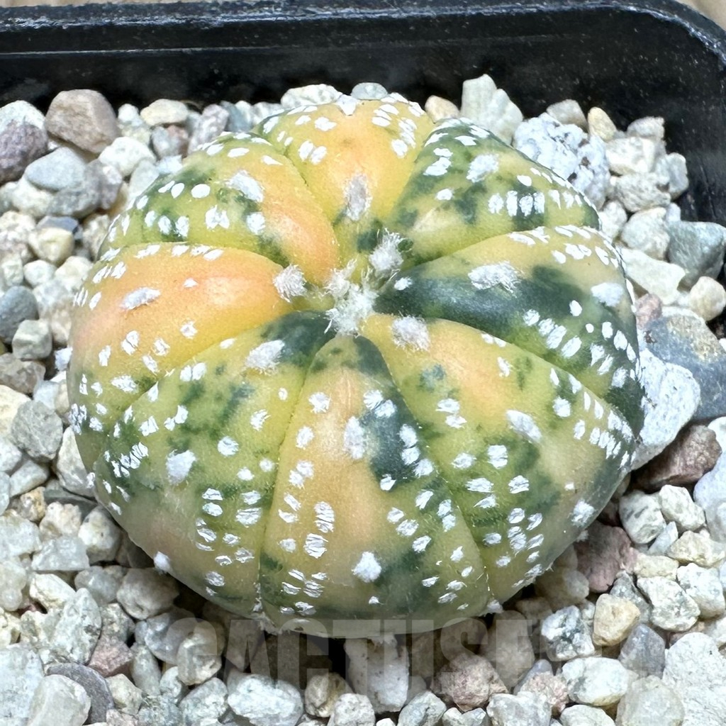 SHPR36867 Astrophytum asterias f. variegata