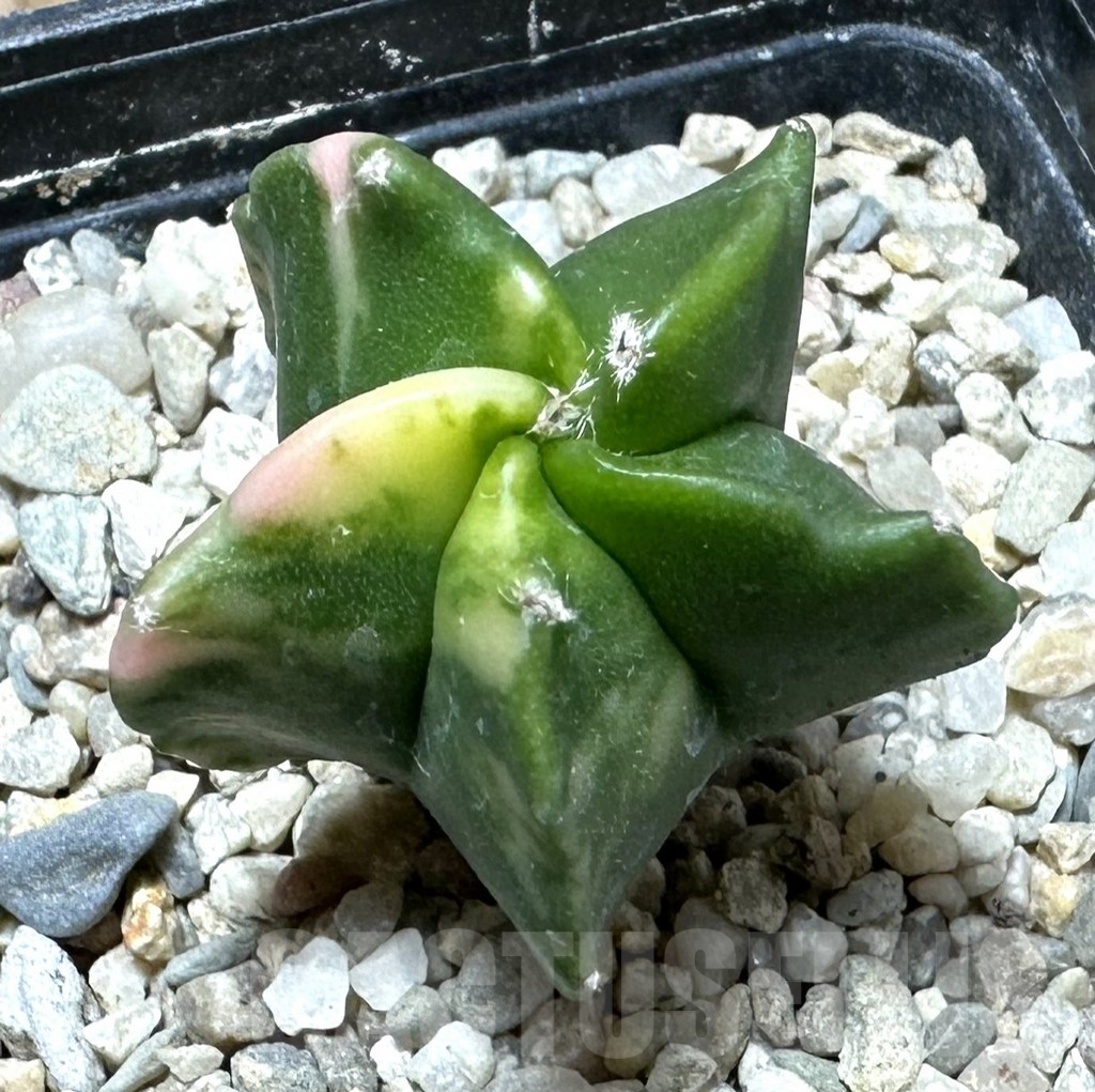 SHPR36871 Astrophytum myriostigma f. variegata