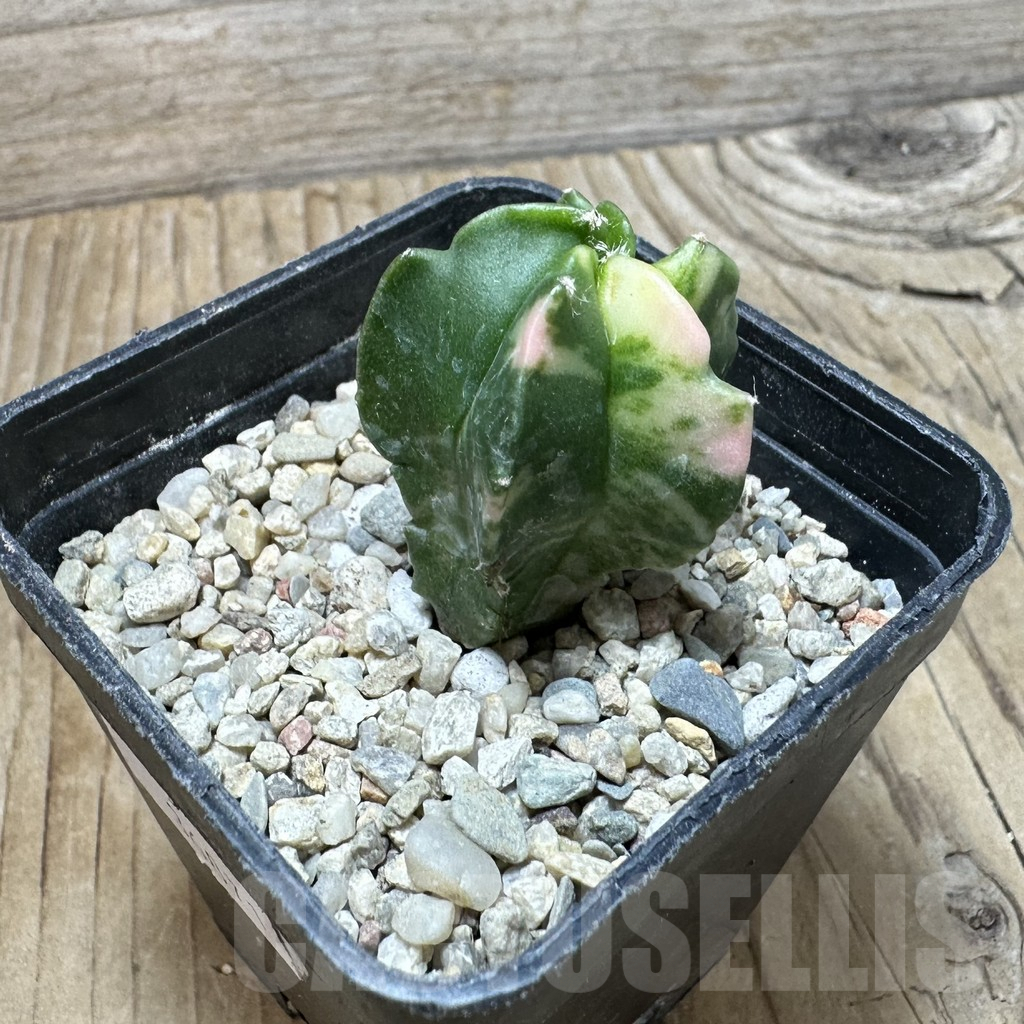 SHPR36871 Astrophytum myriostigma f. variegata - Image 2