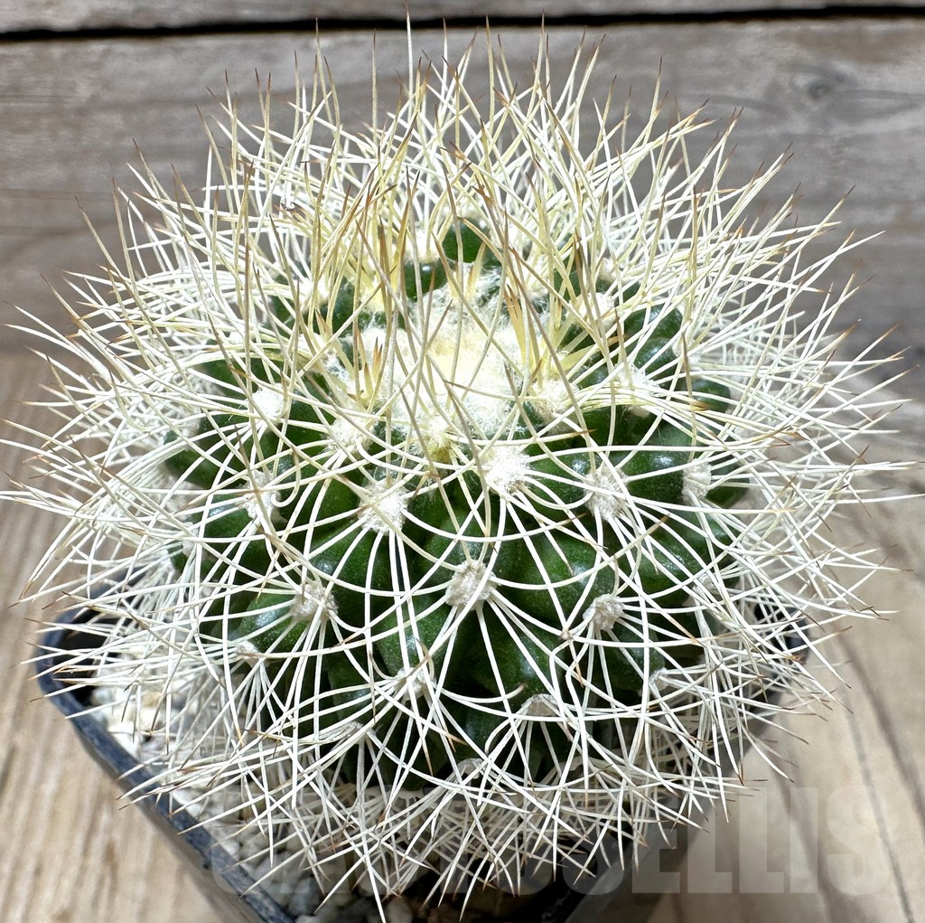 SHPR36850 Discocactus araneispinus