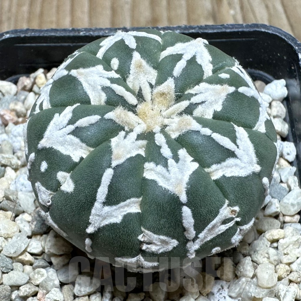 SHPR36872 Astrophytum asterias ‘Super Kabuto’ V-type f. nudum