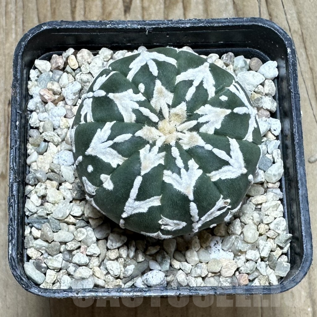 SHPR36872 Astrophytum asterias ‘Super Kabuto’ V-type f. nudum - Obrázek 2