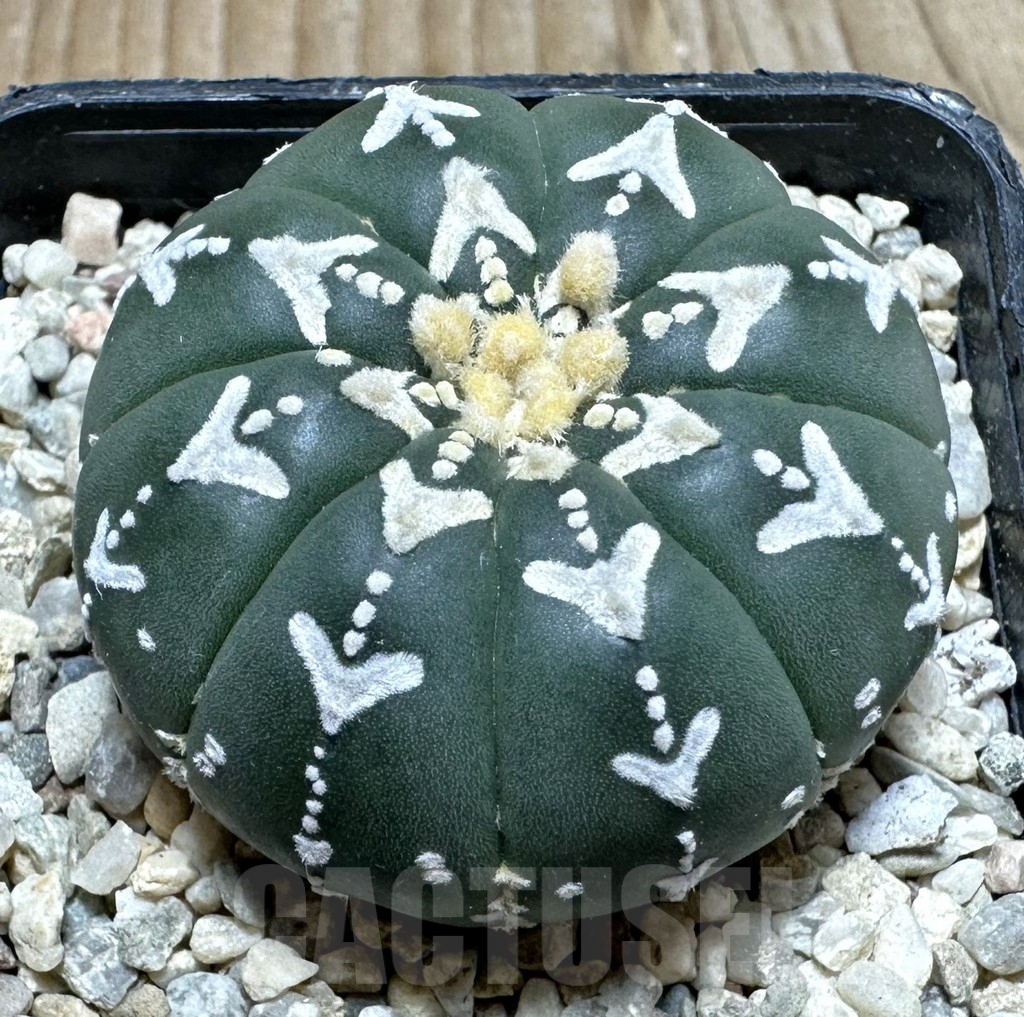 SHPR36873 Astrophytum asterias ‘Super Kabuto’ V-type f. nudum