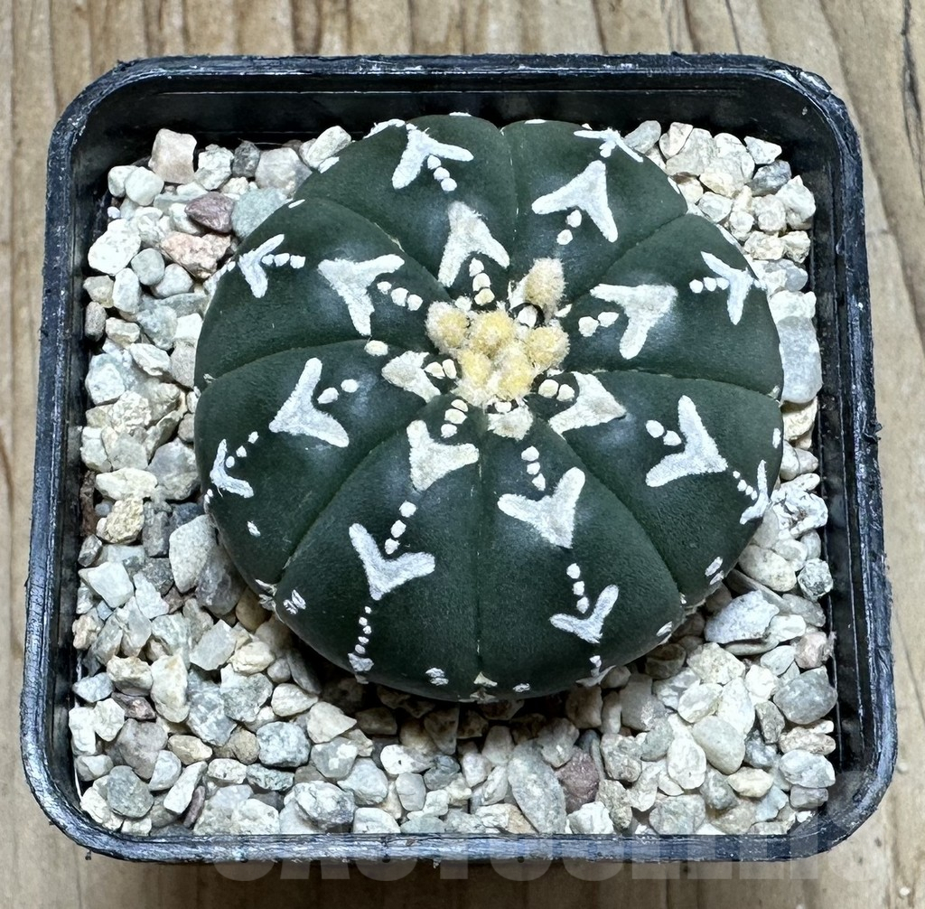SHPR36873 Astrophytum asterias ‘Super Kabuto’ V-type f. nudum - immagine 2