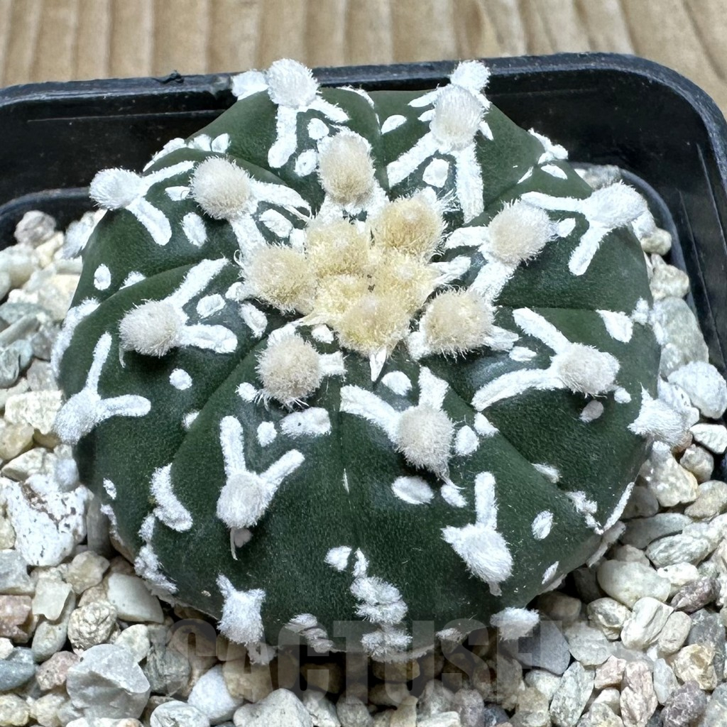 SHPR36874 Astrophytum asterias ‘Super Kabuto’ V-type f. nudum
