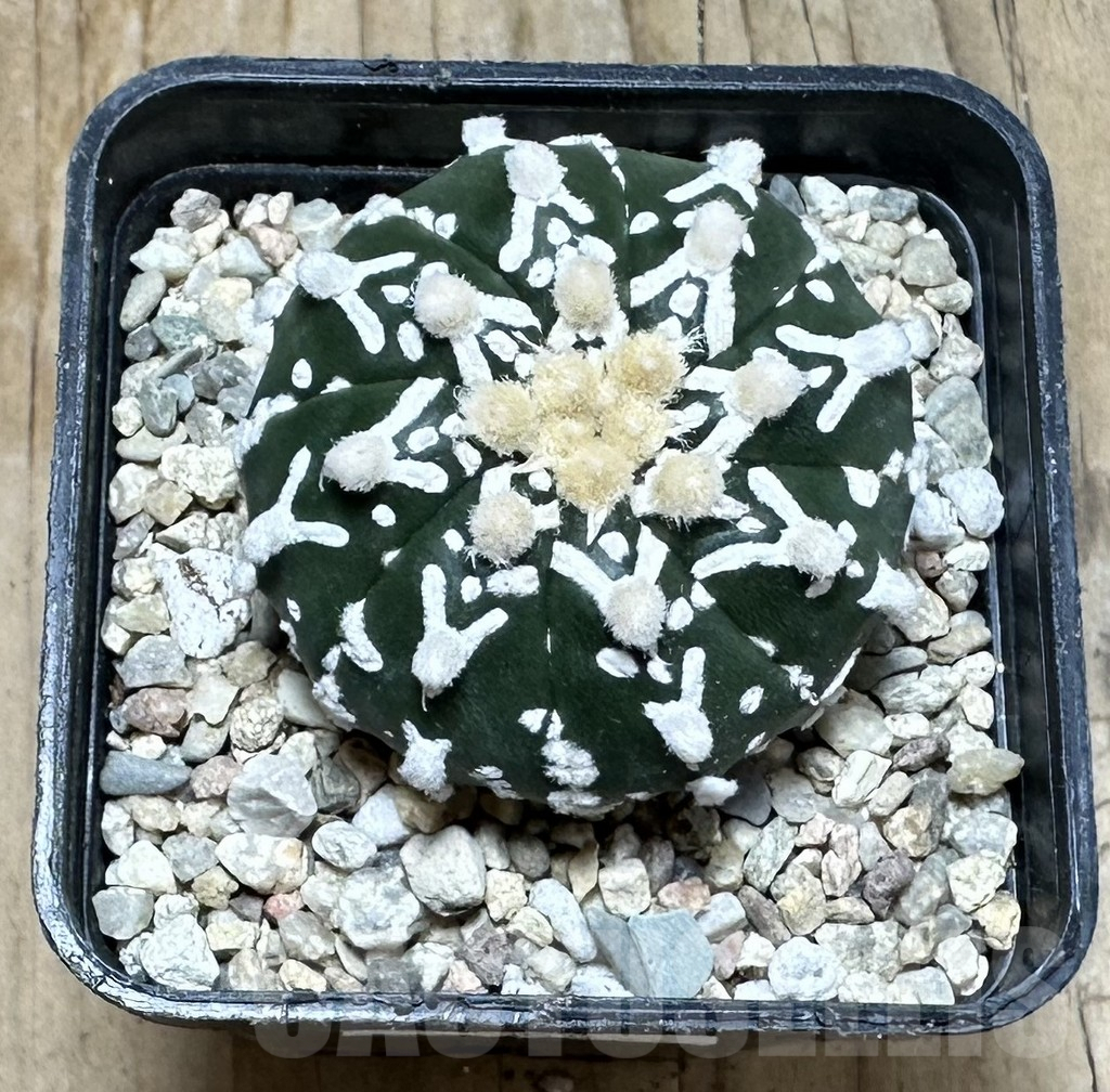 SHPR36874 Astrophytum asterias ‘Super Kabuto’ V-type f. nudum - Image 2