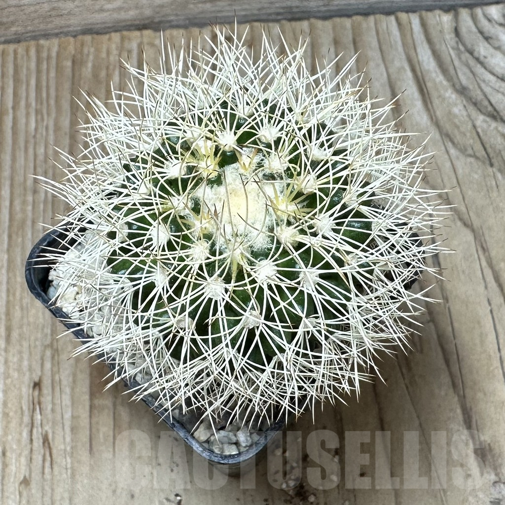 SHPR36850 Discocactus araneispinus - Image 2