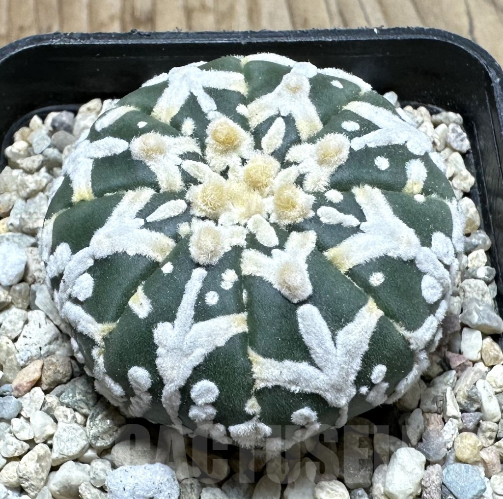 SHPR36875 Astrophytum asterias ‘Super Kabuto’ V-type f. nudum