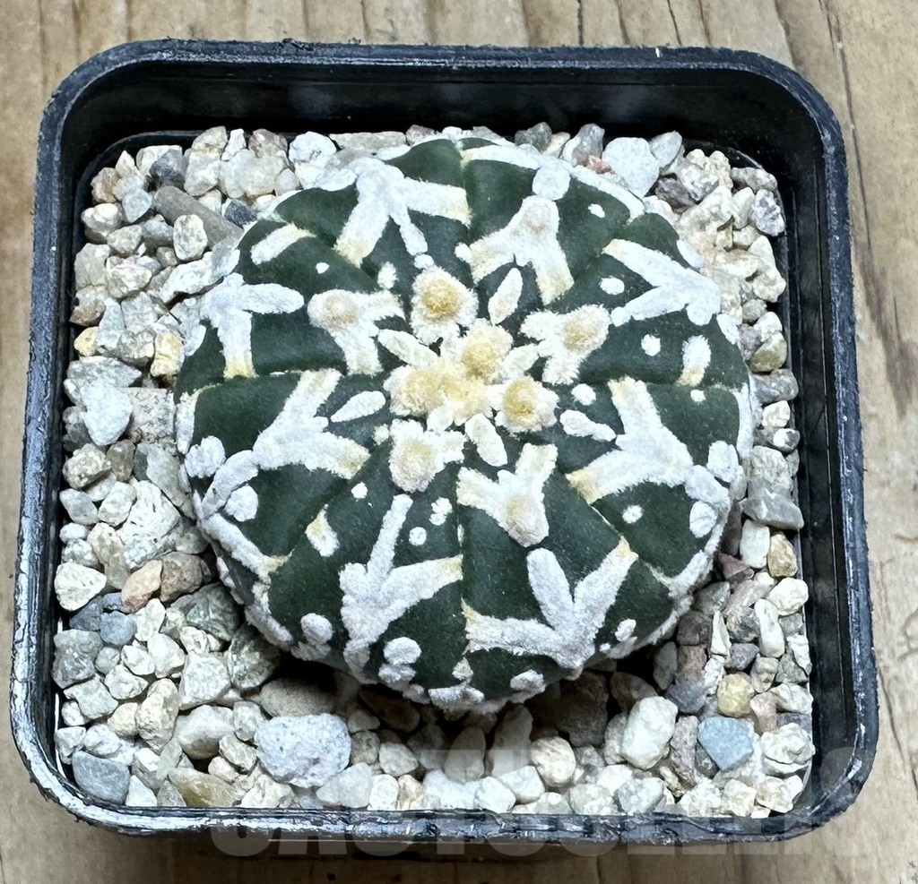 SHPR36875 Astrophytum asterias ‘Super Kabuto’ V-type f. nudum - immagine 2