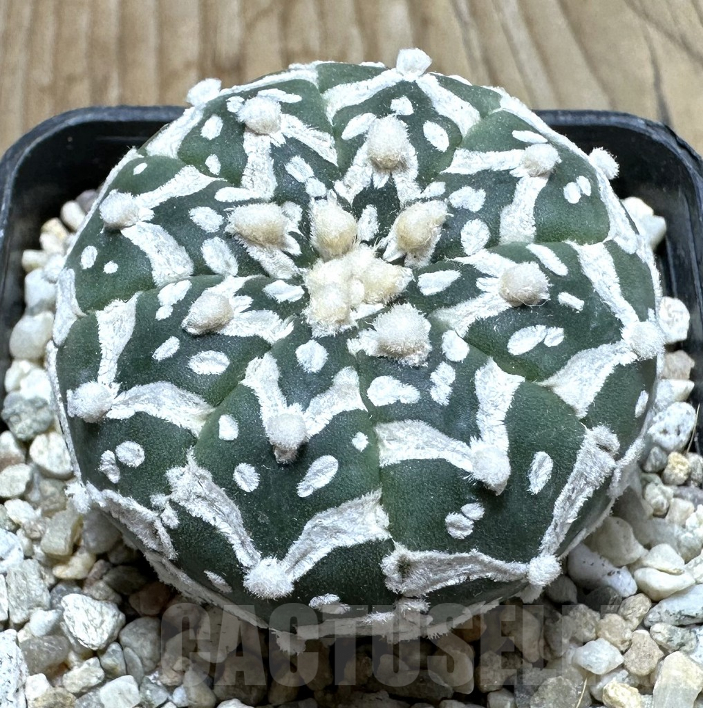 SHPR36876 Astrophytum asterias ‘Super Kabuto’ V-type f. nudum
