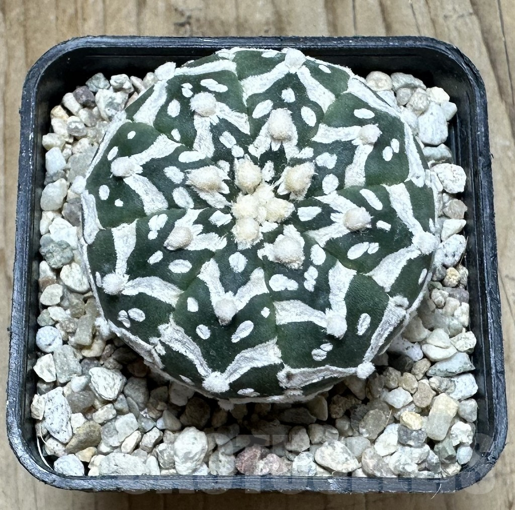 SHPR36876 Astrophytum asterias ‘Super Kabuto’ V-type f. nudum - Obrázek 2