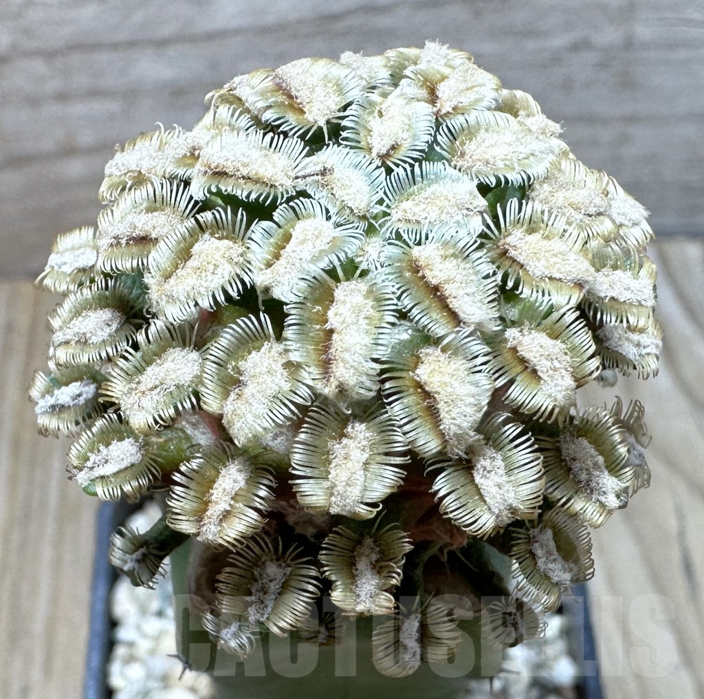 SHPR37010 Mammillaria bertholdii, grafted