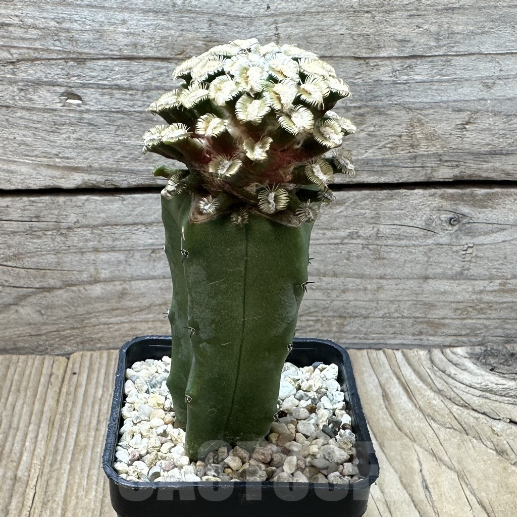 SHPR37010 Mammillaria bertholdii, grafted - Image 2