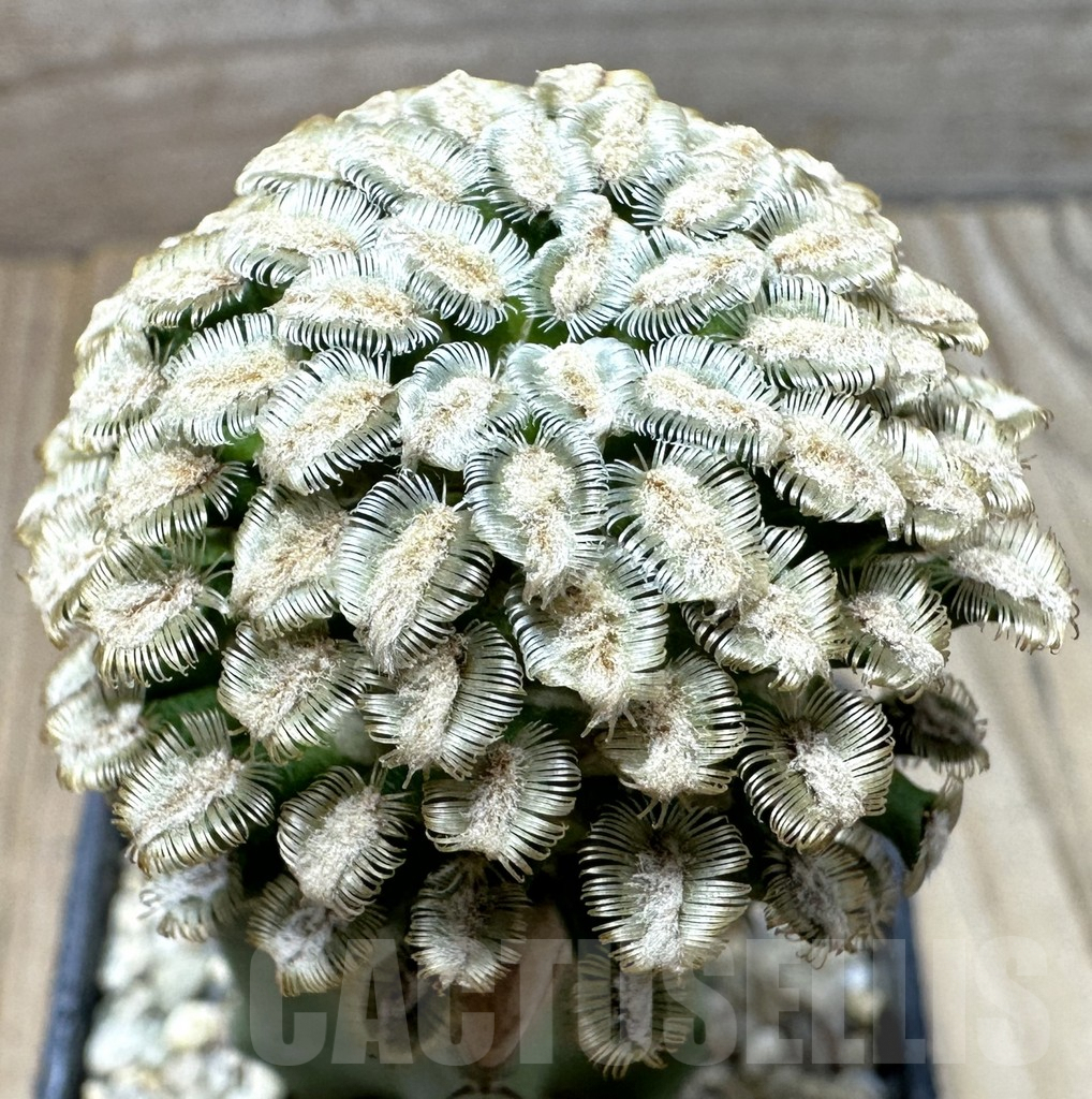 SHPR37011 Mammillaria bertholdii, grafted