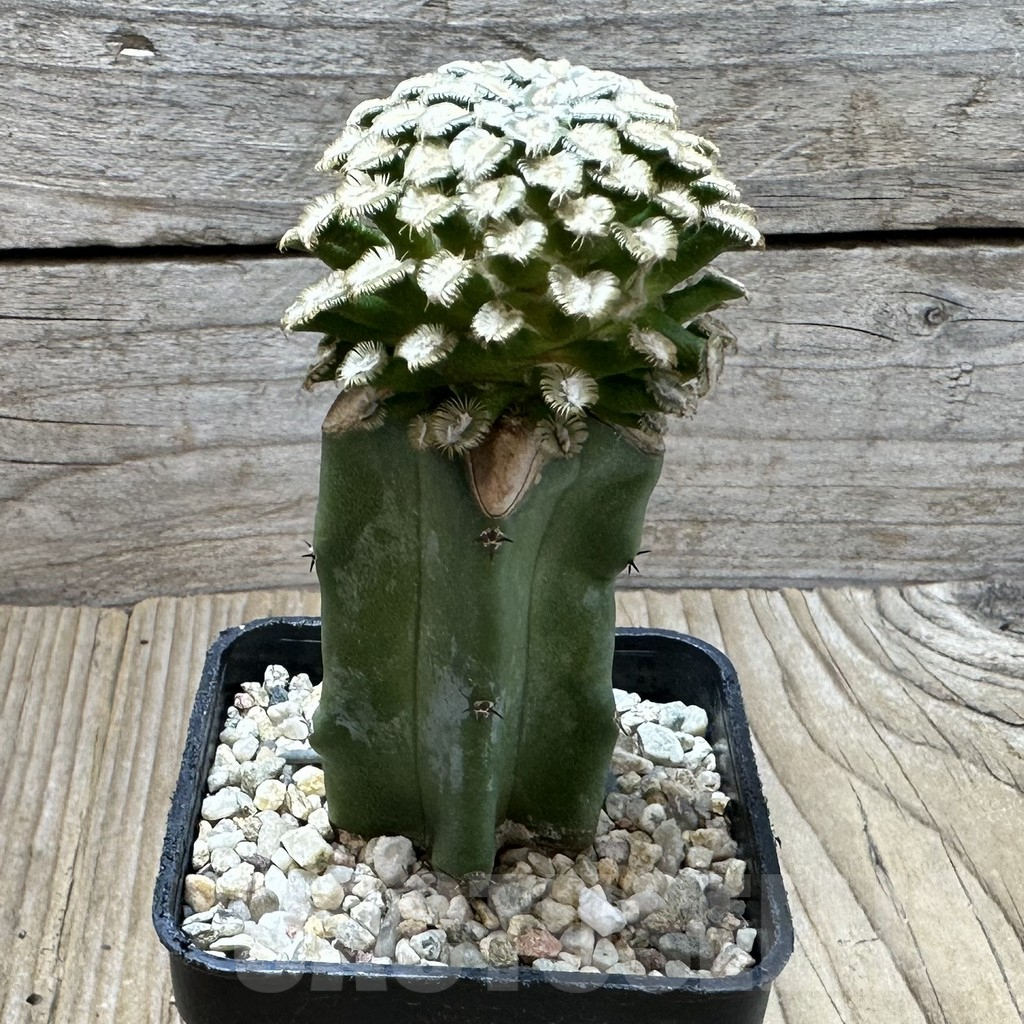 SHPR37011 Mammillaria bertholdii, grafted - 画像 (2)