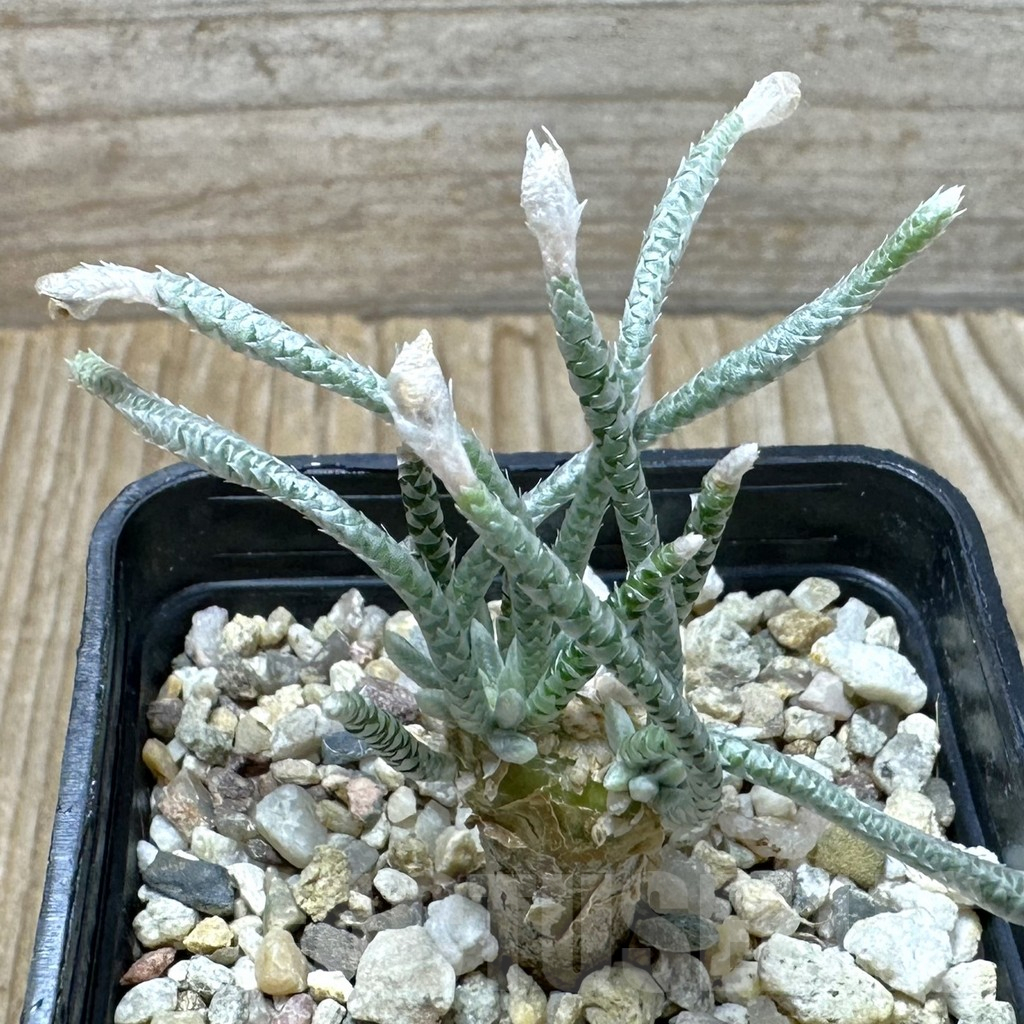 SHPR37007 Avonia quinaria ssp. alstonii