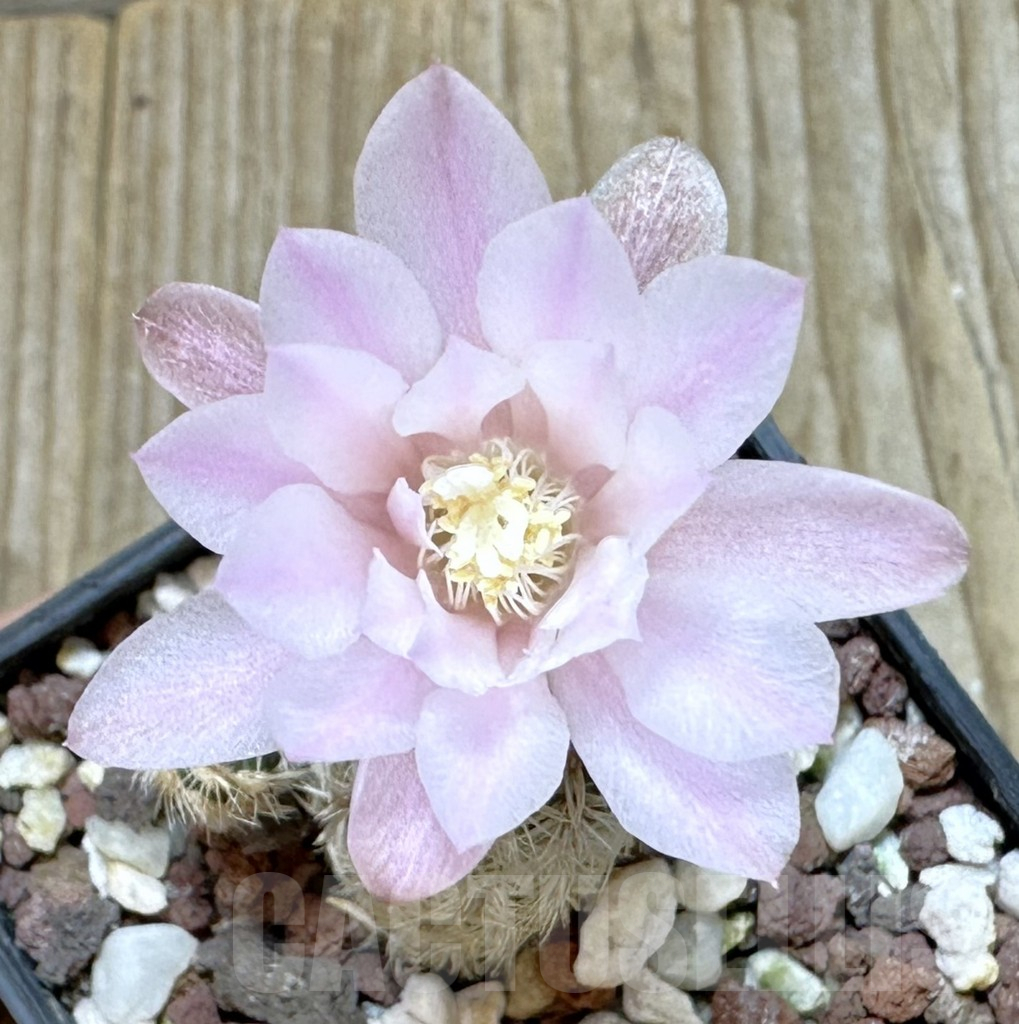 SHPR37013 Gymnocalycium bruchii