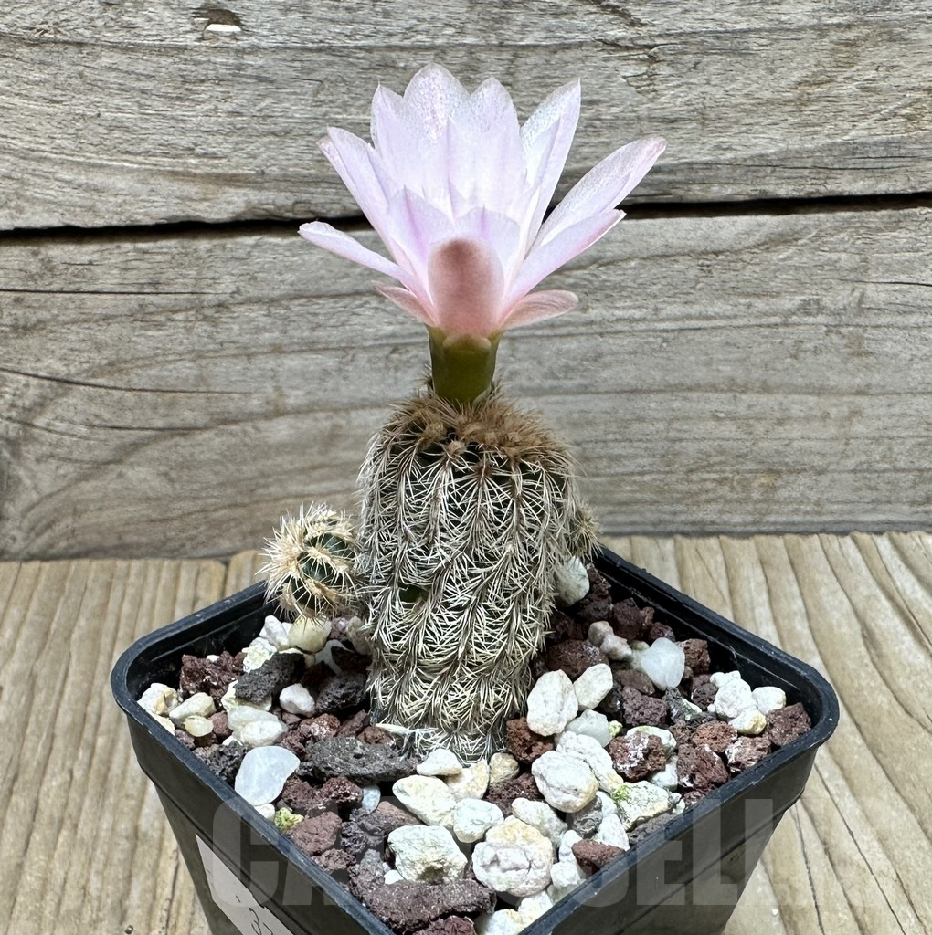 SHPR37013 Gymnocalycium bruchii - Image 2