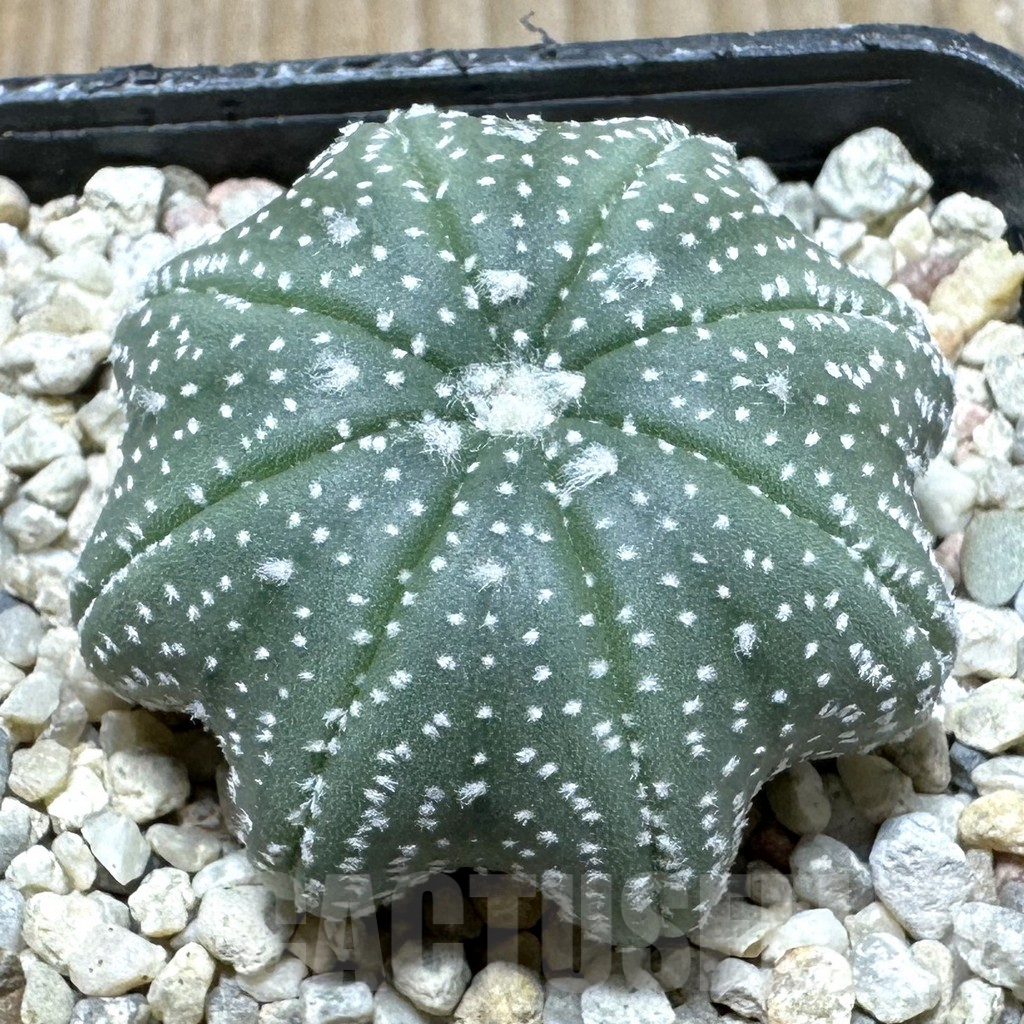 SHPR37014 Astrophytum asterias ‘Star Shape’