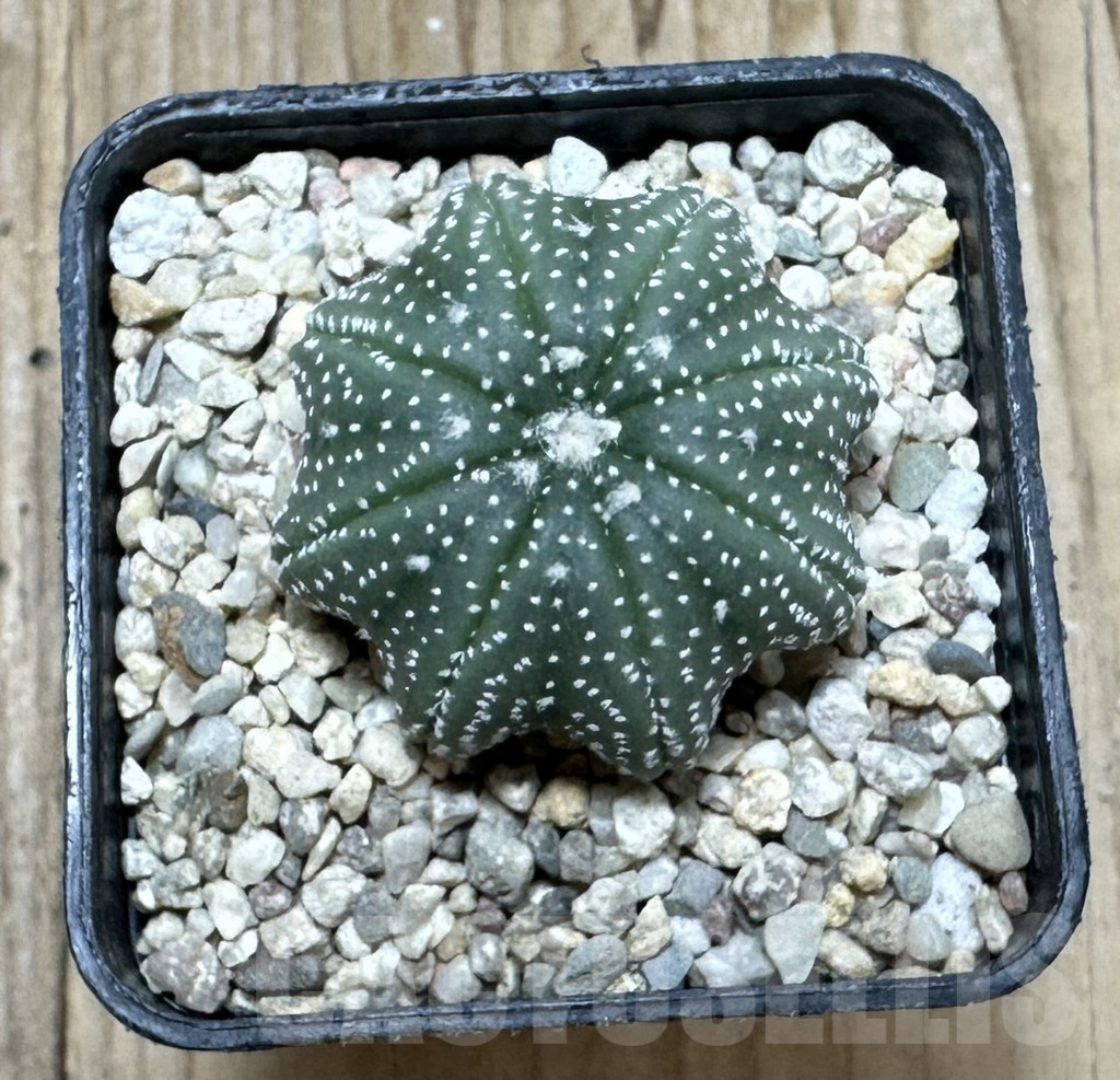 SHPR37014 Astrophytum asterias ‘Star Shape’ - Image 2