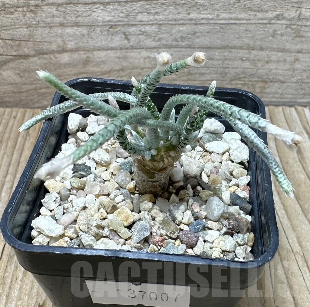 SHPR37007 Avonia quinaria ssp. alstonii - immagine 2