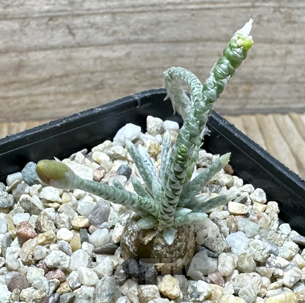 SHPR37008 Avonia quinaria -pink flower-