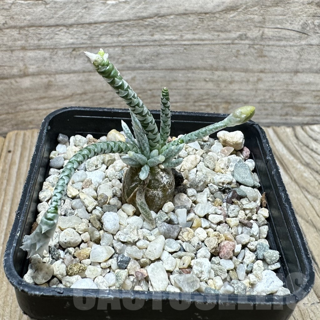 SHPR37008 Avonia quinaria -pink flower- - Obrázek 2