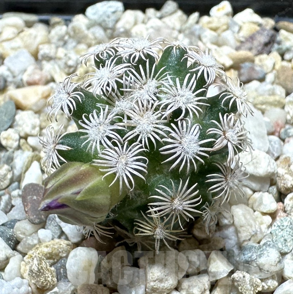 SHPR37009 Mammillaria hernandezii, seedling