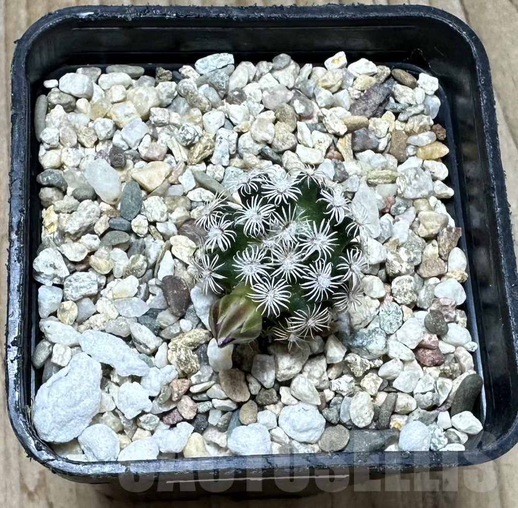 SHPR37009 Mammillaria hernandezii, seedling - Image 2