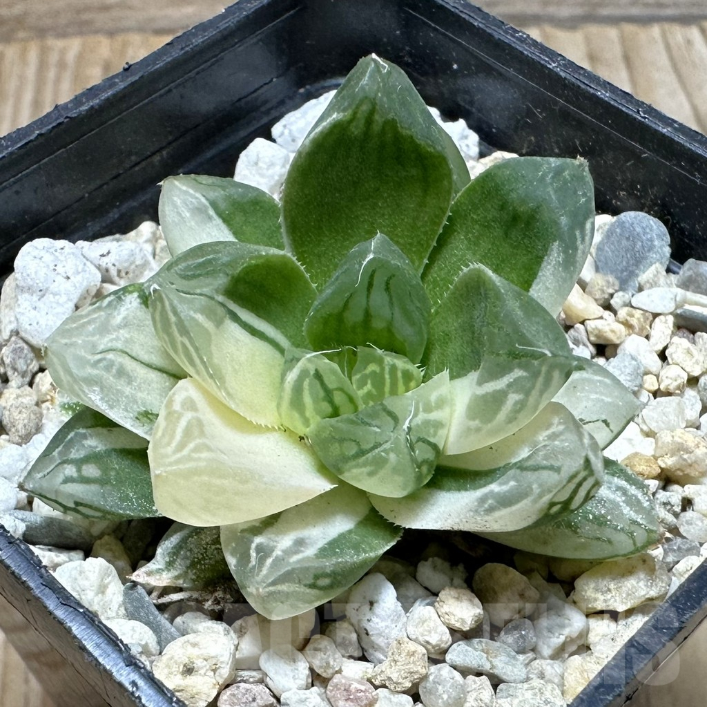 SHPR37099 Haworthia obtusa ‘Marin’ f. variegata