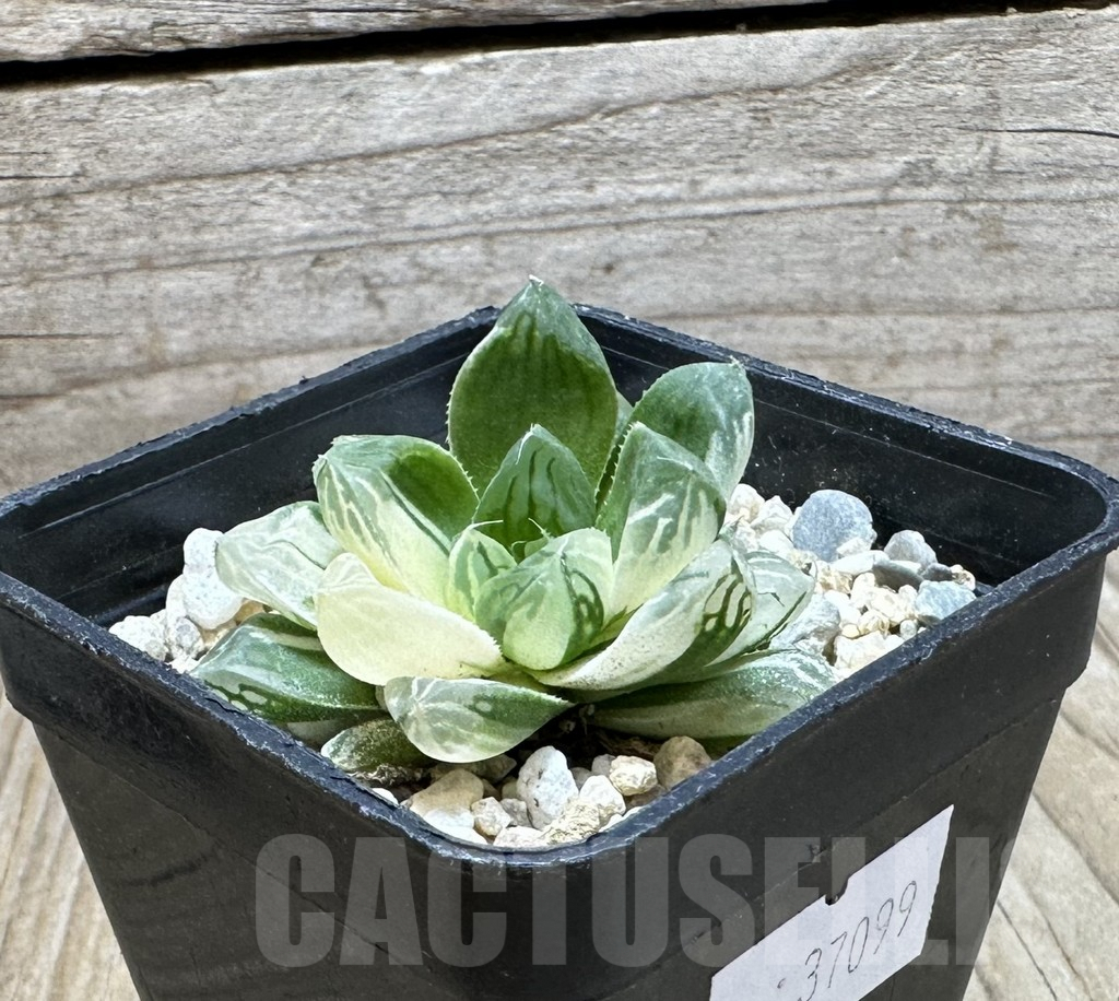 SHPR37099 Haworthia obtusa ‘Marin’ f. variegata - Imagen 3
