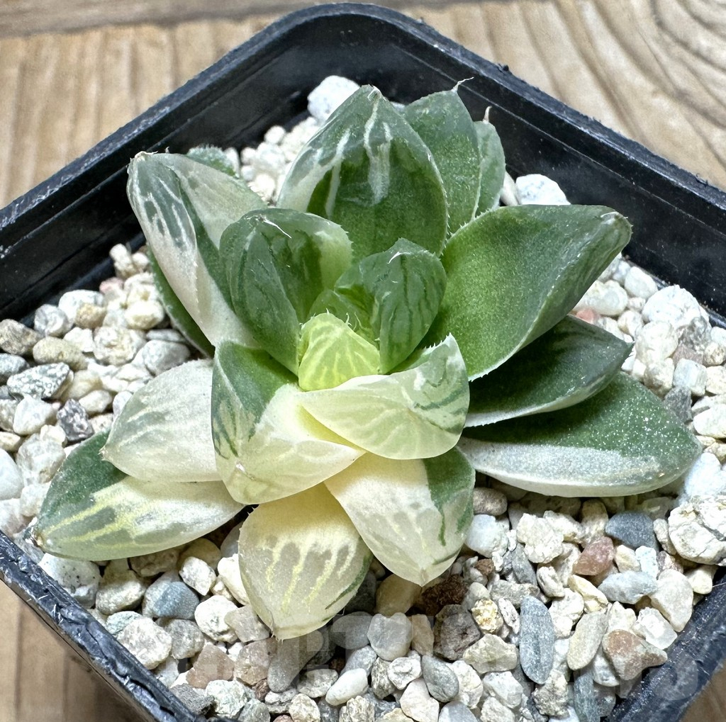 SHPR37100 Haworthia obtusa ‘Marin’ f. variegata